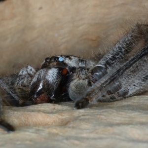 Isopeda sp. (genus) at Bango, NSW - 3 Feb 2022