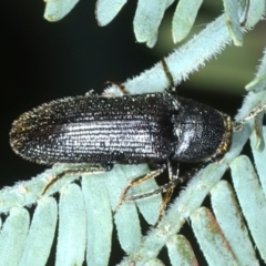 Eucnemidae (family) (False click beetles) at Bango Nature Reserve - 3 Feb 2022 by jb2602