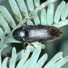 Eucnemidae (family) at Bango, NSW - 3 Feb 2022