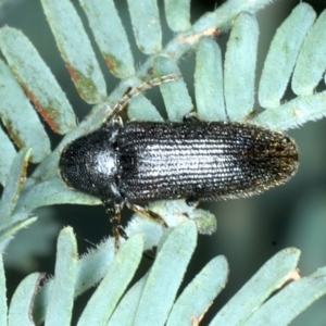 Eucnemidae (family) at Bango, NSW - 3 Feb 2022 11:22 AM