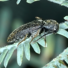 Eucnemidae (family) at Bango, NSW - 3 Feb 2022 11:22 AM