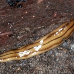 Anzoplana trilineata (A Flatworm) at Bango, NSW - 3 Feb 2022 by jb2602