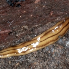 Anzoplana trilineata (A Flatworm) at Bango Nature Reserve - 2 Feb 2022 by jbromilow50