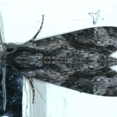 Agrius convolvuli (Convolvulus Hawk Moth) at Ainslie, ACT - 2 Feb 2022 by jbromilow50