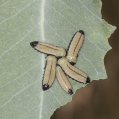 Paropsisterna cloelia (Eucalyptus variegated beetle) at Bango Nature Reserve - 2 Feb 2022 by AlisonMilton