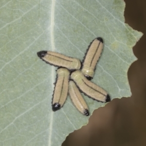 Paropsisterna cloelia at Bango, NSW - 3 Feb 2022