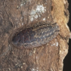 Laxta sp. (genus) (Bark cockroach) at Bango, NSW - 3 Feb 2022 by AlisonMilton