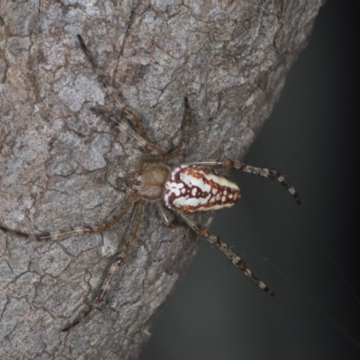 Plebs bradleyi (Enamelled spider) at Bango, NSW - 2 Feb 2022 by AlisonMilton