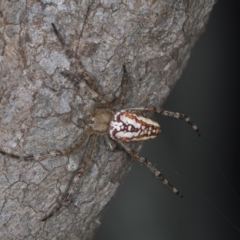 Plebs bradleyi (Enamelled spider) at Bango, NSW - 2 Feb 2022 by AlisonMilton