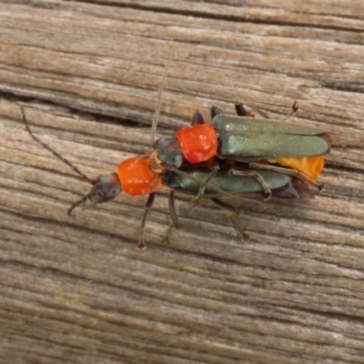 Chauliognathus tricolor (Tricolor soldier beetle) at Namadgi National Park - 4 Feb 2022 by RodDeb