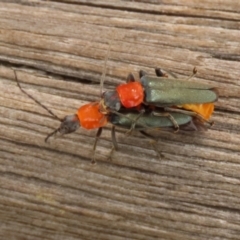 Chauliognathus tricolor (Tricolor soldier beetle) at Paddys River, ACT - 4 Feb 2022 by RodDeb