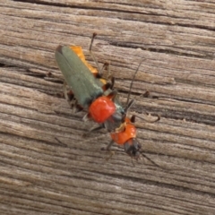 Chauliognathus tricolor at Paddys River, ACT - 4 Feb 2022 02:22 PM