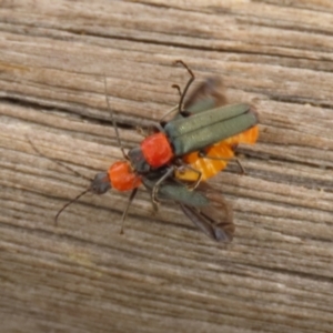 Chauliognathus tricolor at Paddys River, ACT - 4 Feb 2022