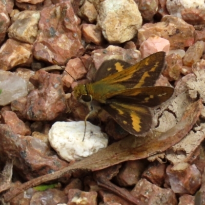 Taractrocera papyria (White-banded Grass-dart) at Paddys River, ACT - 4 Feb 2022 by RodDeb