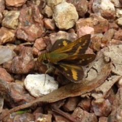 Taractrocera papyria at Paddys River, ACT - 4 Feb 2022 02:05 PM