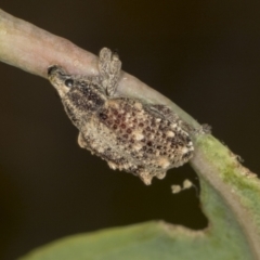 Oxyops fasciculatus (A weevil) at Bango, NSW - 3 Feb 2022 by AlisonMilton