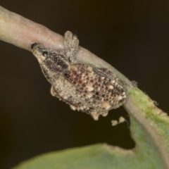 Oxyops fasciculatus (A weevil) at Bango Nature Reserve - 2 Feb 2022 by AlisonMilton