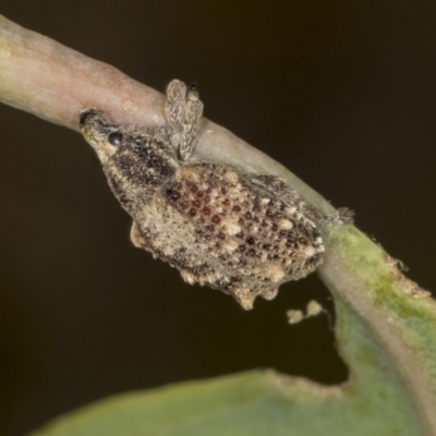 Oxyops fasciculatus (A weevil) at Bango Nature Reserve - 2 Feb 2022 by AlisonMilton