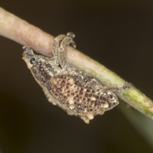 Oxyops fasciculatus at Bango, NSW - 3 Feb 2022 09:58 AM