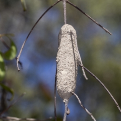 Unidentified Wasp (Hymenoptera, Apocrita) at Bango Nature Reserve - 2 Feb 2022 by AlisonMilton