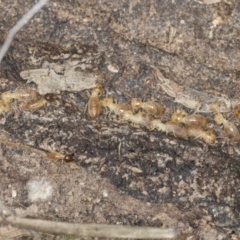 Nasutitermes (genus) (Snouted termite, Gluegun termite) at Bango, NSW - 3 Feb 2022 by AlisonMilton