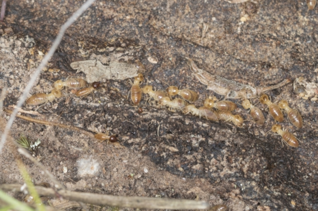 Nasutitermes sp. (genus) at Bango, NSW - 3 Feb 2022