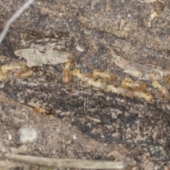 Nasutitermes sp. (genus) (Snouted termite, Gluegun termite) at Bango, NSW - 2 Feb 2022 by AlisonMilton