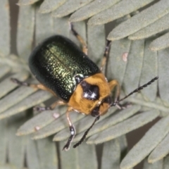 Aporocera (Aporocera) consors (A leaf beetle) at Bango Nature Reserve - 2 Feb 2022 by AlisonMilton