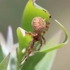 Salsa fuliginata (Sooty Orb-weaver) at Lake Burley Griffin West - 22 Jan 2022 by ConBoekel