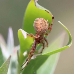 Cyclosa fuliginata (species-group) (An orb weaving spider) at Yarralumla, ACT - 22 Jan 2022 by ConBoekel