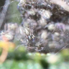Unidentified Spider (Araneae) at Lake Burley Griffin West - 22 Jan 2022 by ConBoekel