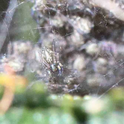 Unidentified Spider (Araneae) at Lake Burley Griffin West - 22 Jan 2022 by ConBoekel