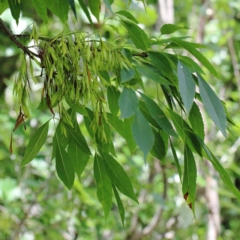 Fraxinus angustifolia subsp. angustifolia (Desert Ash) at Yarralumla, ACT - 22 Jan 2022 by ConBoekel