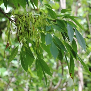 Fraxinus angustifolia subsp. angustifolia at Yarralumla, ACT - 22 Jan 2022