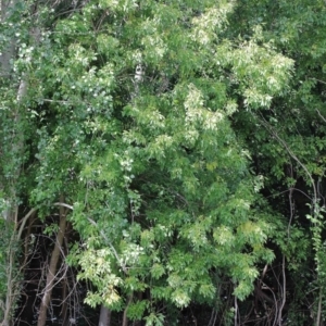 Fraxinus angustifolia subsp. angustifolia at Yarralumla, ACT - 22 Jan 2022