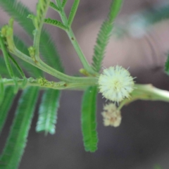 Acacia mearnsii (Black Wattle) at Lake Burley Griffin West - 22 Jan 2022 by ConBoekel