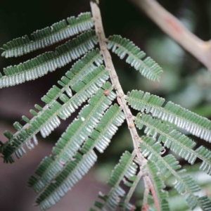 Acacia mearnsii at Yarralumla, ACT - 22 Jan 2022