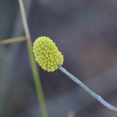 Calocephalus citreus (Lemon Beauty Heads) at Lake Burley Griffin West - 22 Jan 2022 by ConBoekel