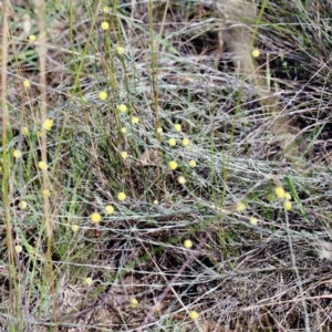 Calocephalus citreus at Yarralumla, ACT - 22 Jan 2022