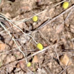 Calocephalus citreus at Yarralumla, ACT - 22 Jan 2022