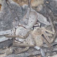 Isopeda sp. (genus) (Huntsman Spider) at Acton, ACT - 4 Feb 2022 by AlisonMilton