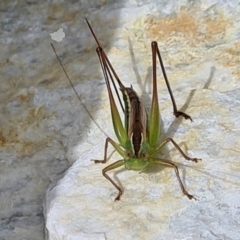 Conocephalus semivittatus (Meadow katydid) at Casey, ACT - 2 Feb 2022 by Jiggy