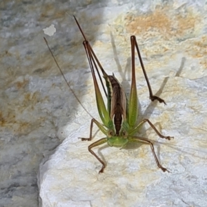 Conocephalus semivittatus at Casey, ACT - 2 Feb 2022 02:56 PM