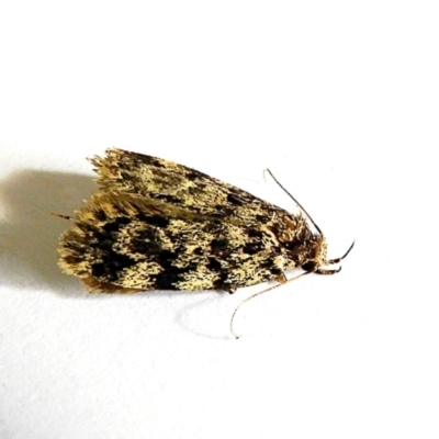 Barea (genus) (A concealer moth) at Crooked Corner, NSW - 5 Feb 2022 by Milly