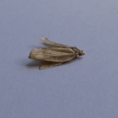 Tortricidae (family) at McKellar, ACT - 6 Feb 2022 by Amata