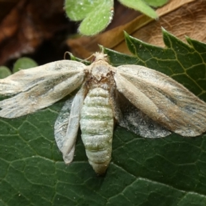 Tortricidae (family) at suppressed - 6 Feb 2022