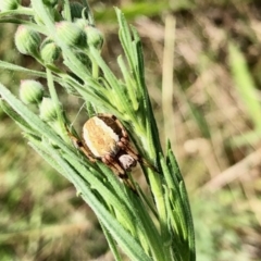 Araneinae (subfamily) (Orb weaver) at Molonglo Valley, ACT - 5 Feb 2022 by KMcCue