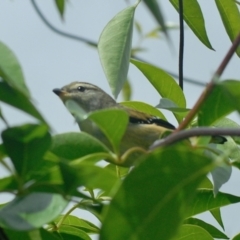Pardalotus punctatus (Spotted Pardalote) at Aranda, ACT - 5 Feb 2022 by KMcCue