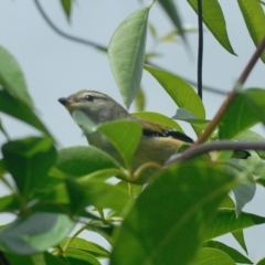 Pardalotus punctatus (Spotted Pardalote) at Aranda, ACT - 5 Feb 2022 by KMcCue