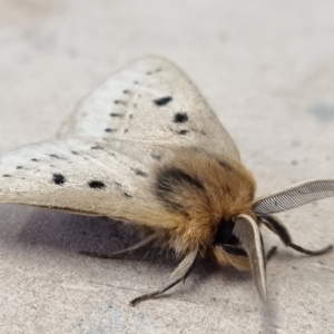 Anthela ocellata at Molonglo Valley, ACT - 5 Feb 2022